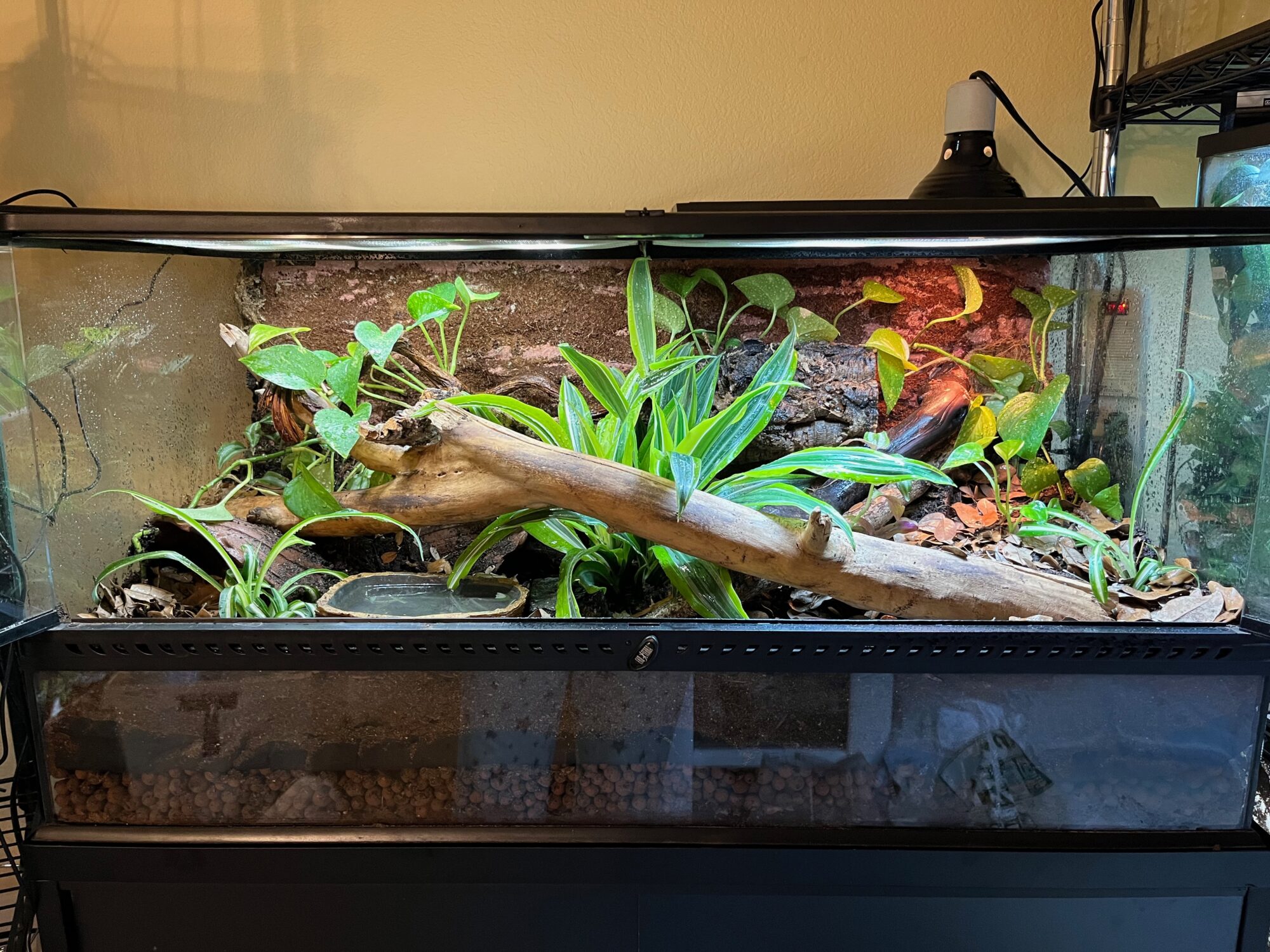 Bioactive Terrarium: Plans and Alternatives – Aesthetics of Design