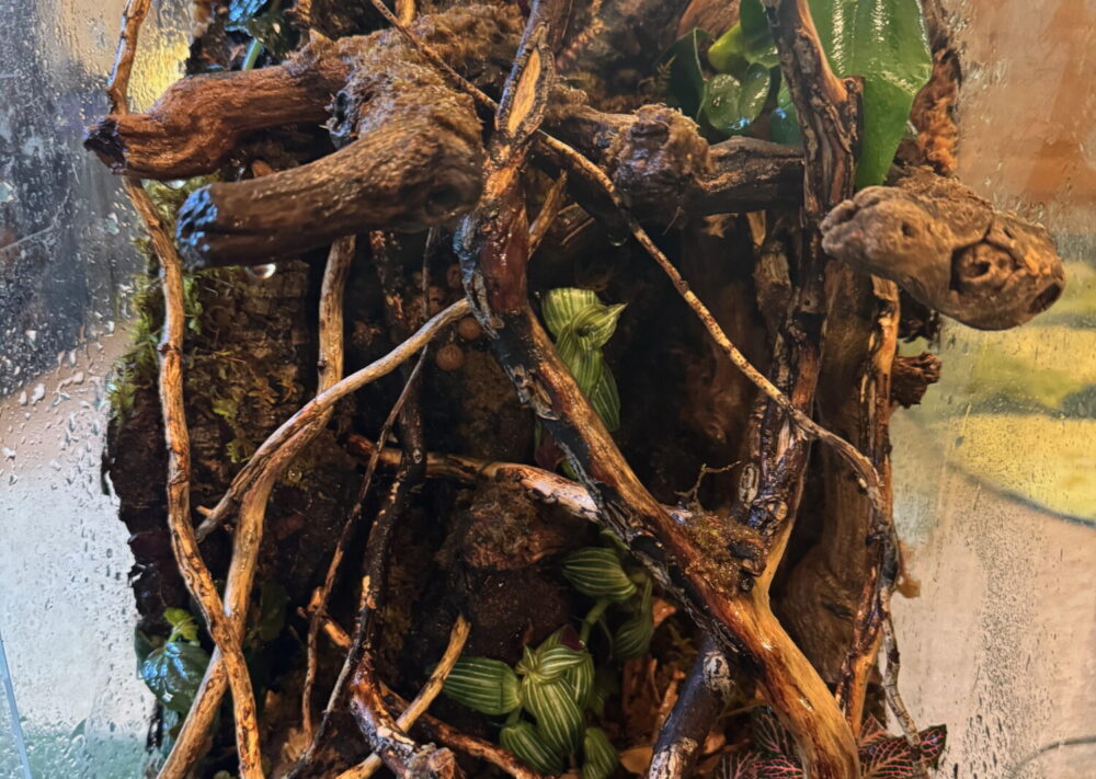 Bioactive Terrarium Progress – Aesthetics of Design